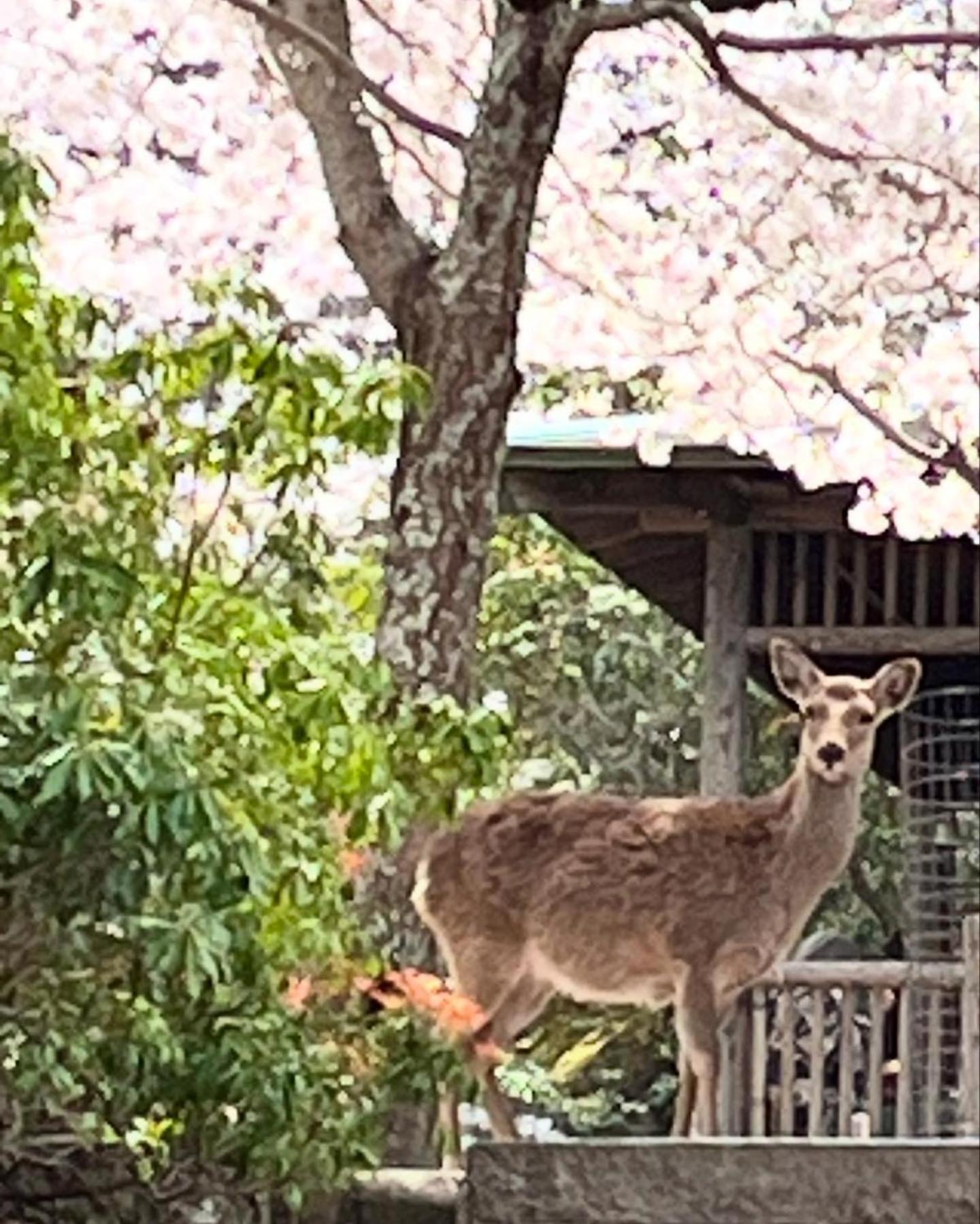 宮島 町家宿 進龍庵 Хацукаїті Екстер'єр фото